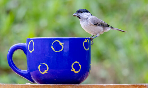 Ein Herz für Amsel, Meise & Co.