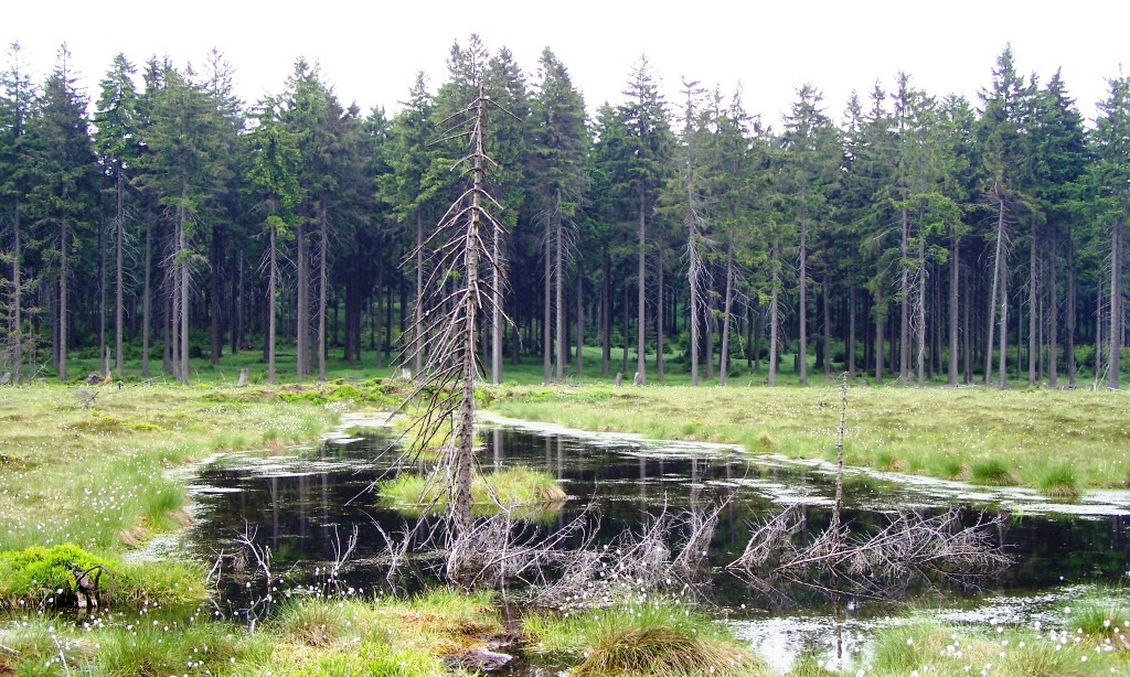 Frühjahrsschmelzwasser: Wald dient dem Hochwasserschutz
