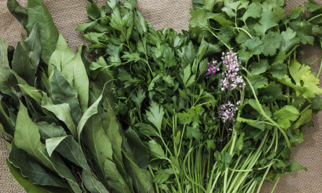 Wildkräuter – ein Segen für den Körper