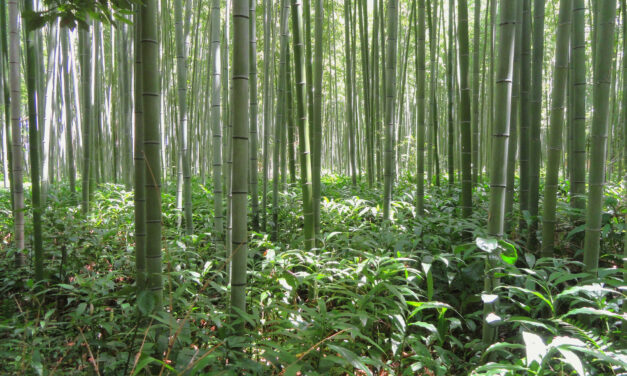 Bambus – Geheimwaffe im Kampf <br>gegen das Waldsterben