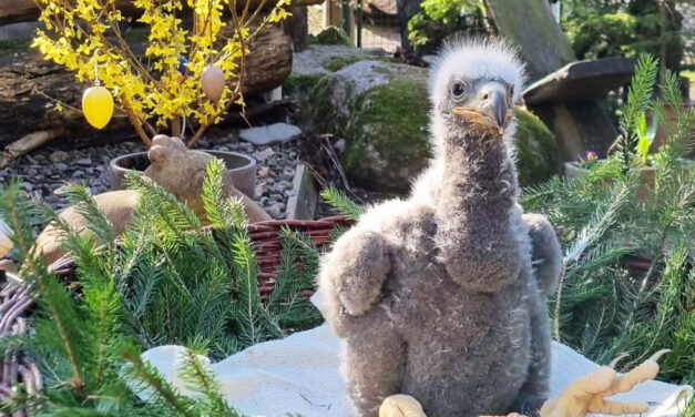 Osterzeit in der Falknerei am Rennsteig