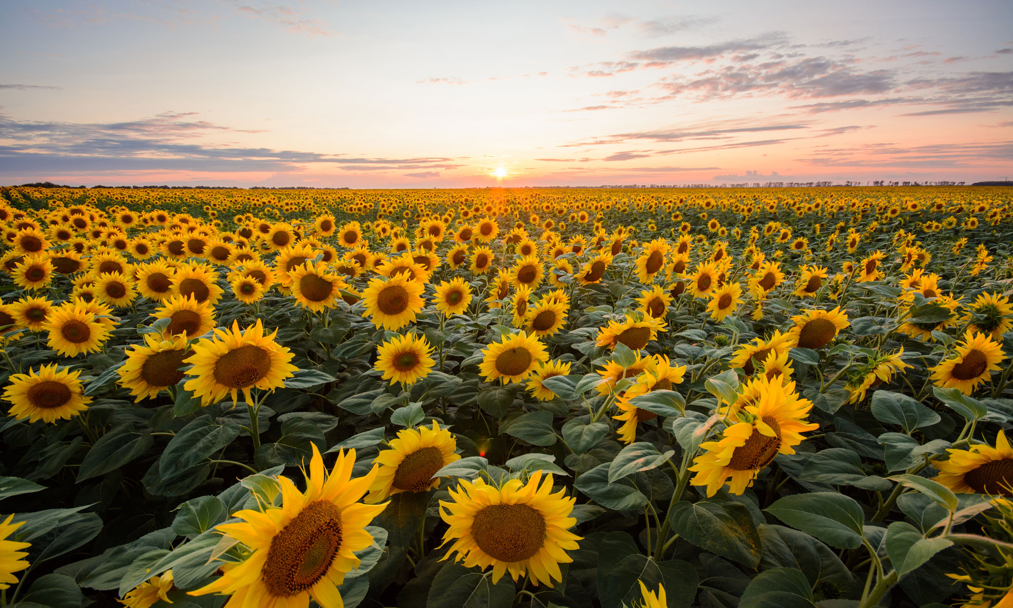 Wer hat die höchste Sonnenblume?